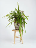 Pyrossia Longifolia