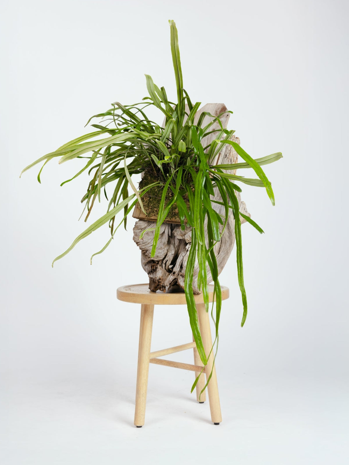 Pyrossia Longifolia