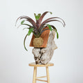 Neoregelia Bromeliad